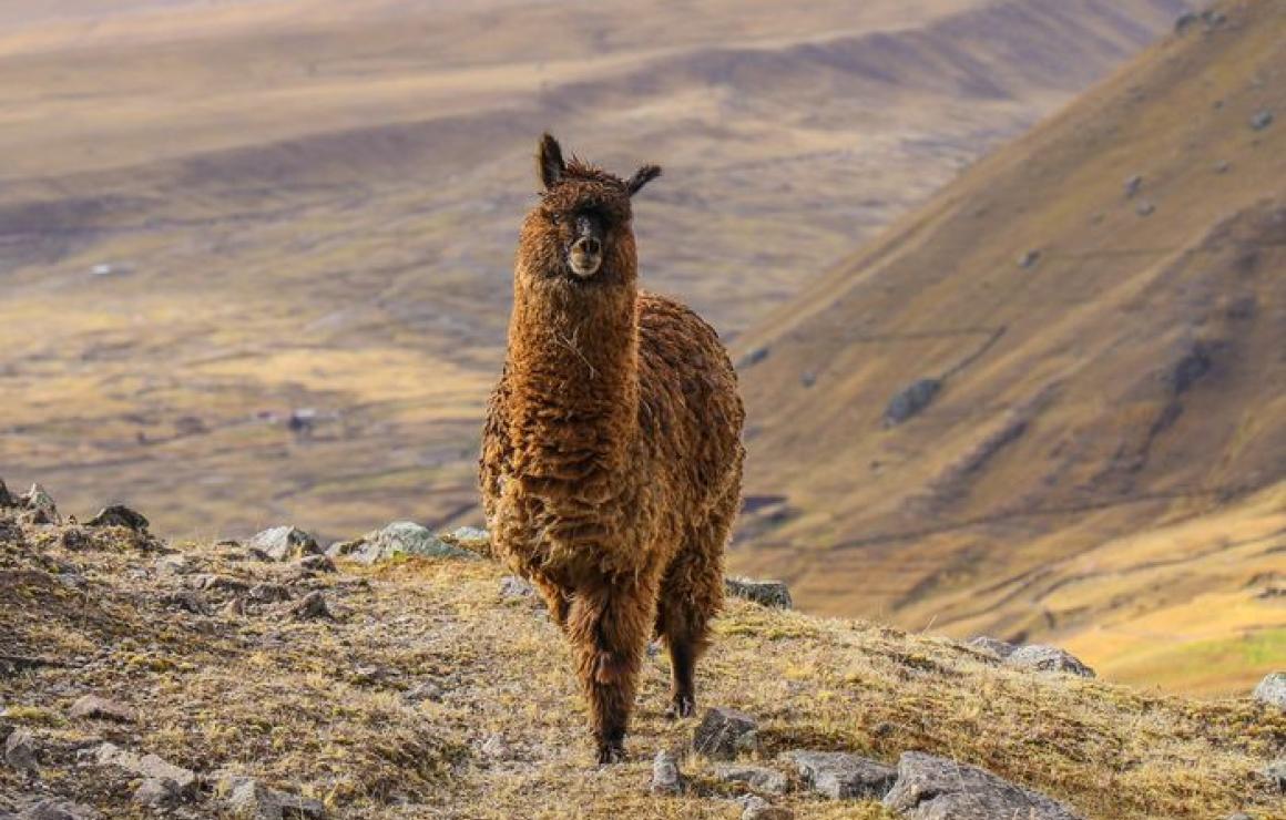 Alpaca Finance (ALPACA) headqu