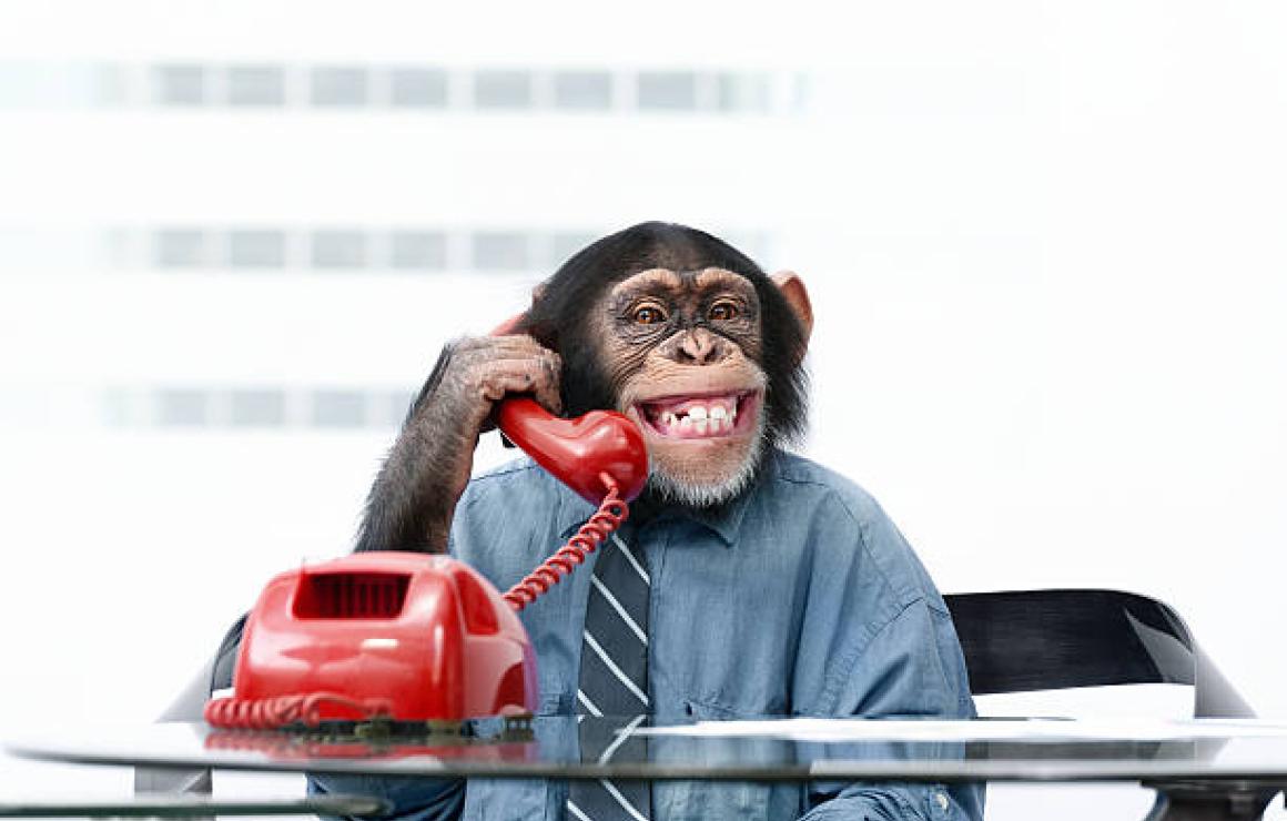 What is PRIMATE?
Primates are
