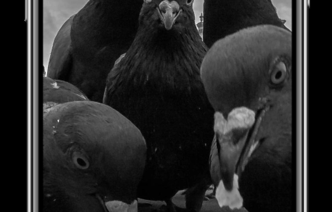 Pigeoncoin (PGN) headquarters.