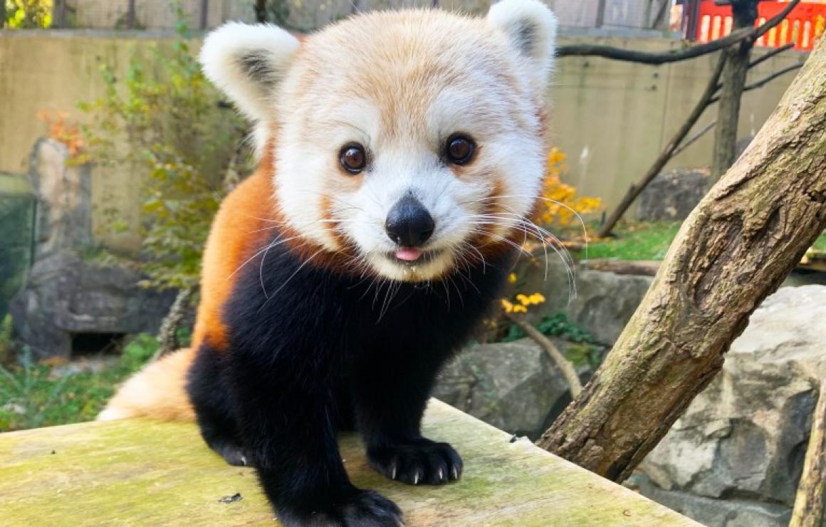 Redpanda Earth (REDPANDA) head