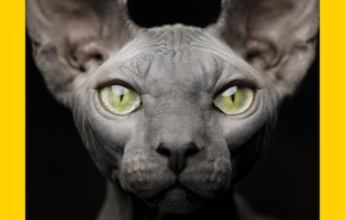 Sphynx Labs headquarters.
Sphy