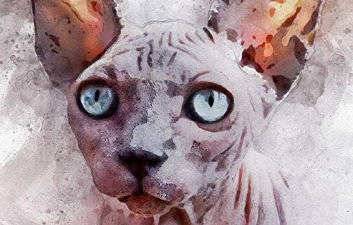 Sphynx Labs customer care.
If