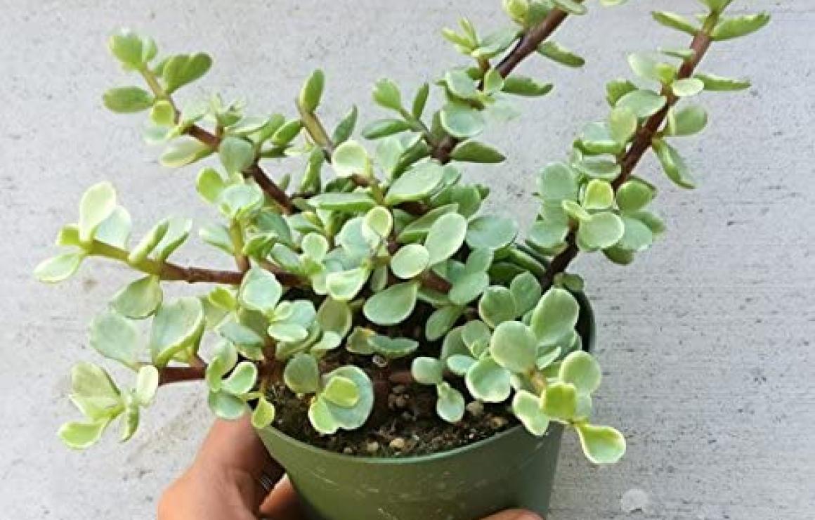 Jade Currency (JADE) headquart