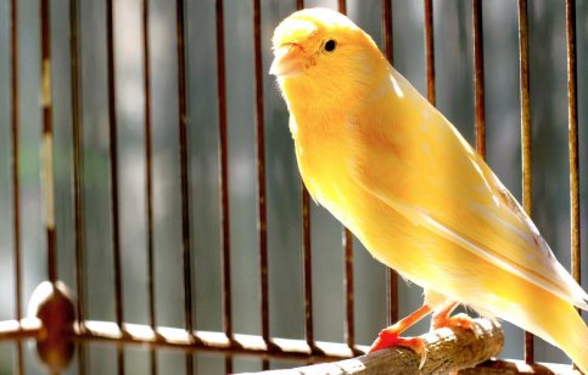 What is Songbird (SGB)?
Songbi