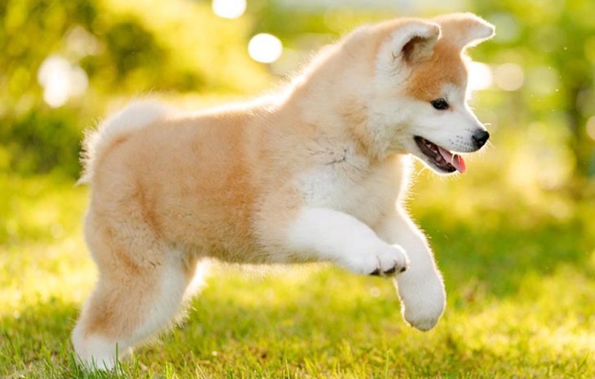 What is Akita Inu (AKITA)?
Aki