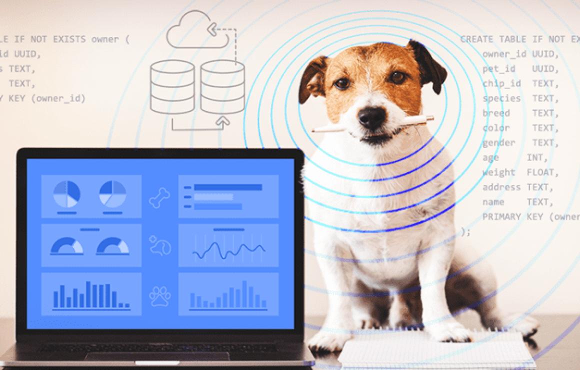 What is Pett Network (PETT)?
P