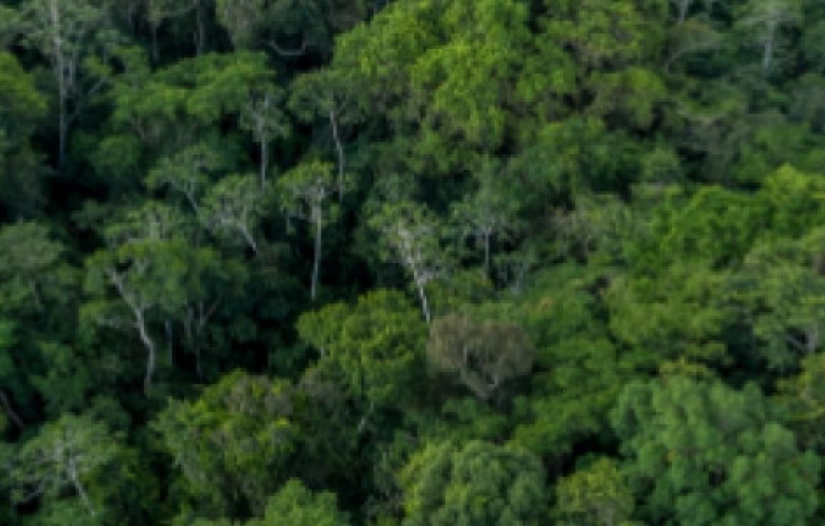 Moss Carbon Credit (MCO headqu