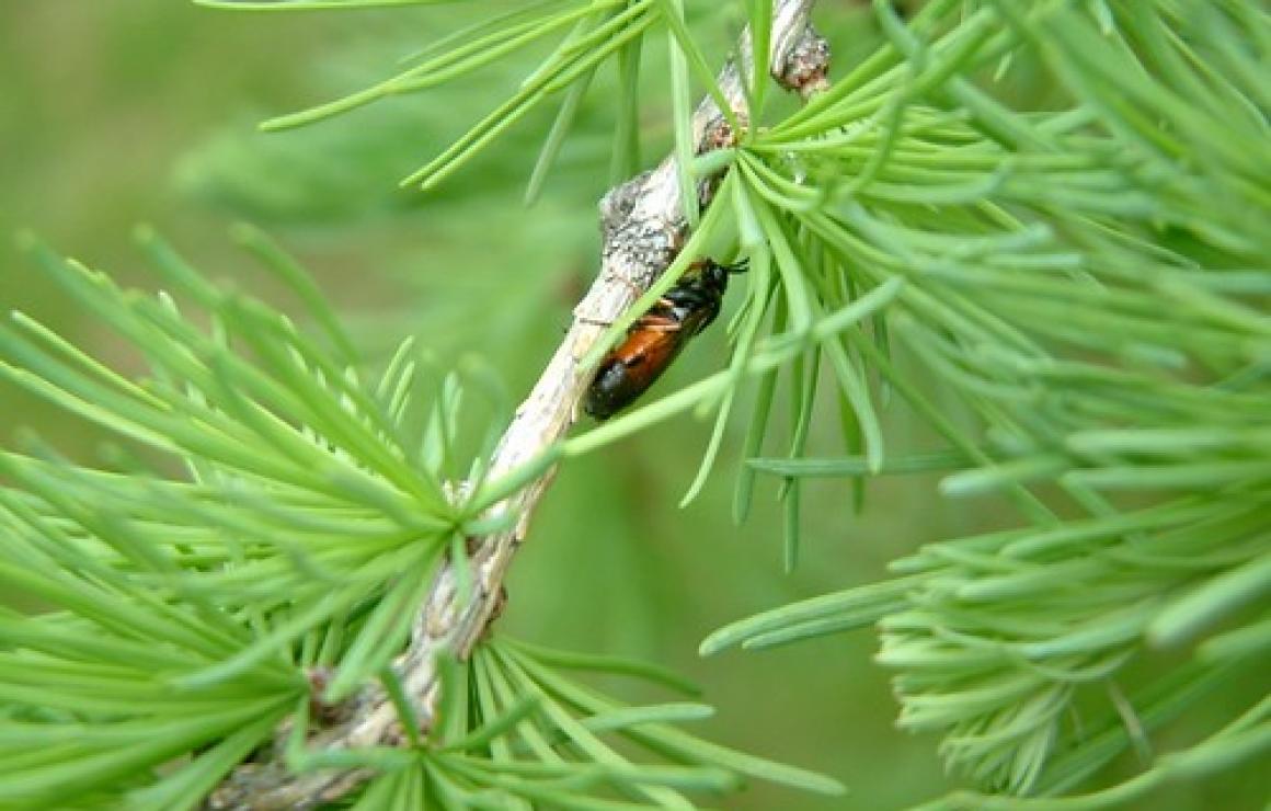 What is LARIX?
LARIX is a bloc