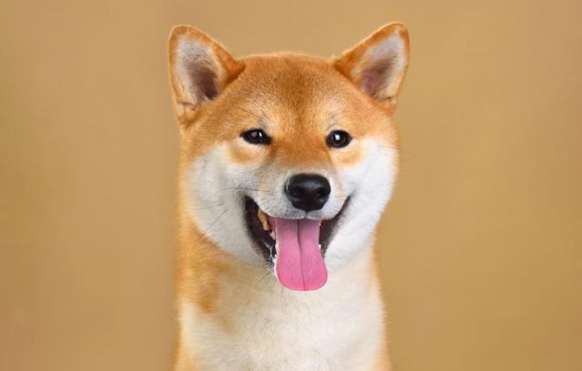 What is Dogcoin (DOGS)?
Dogcoi