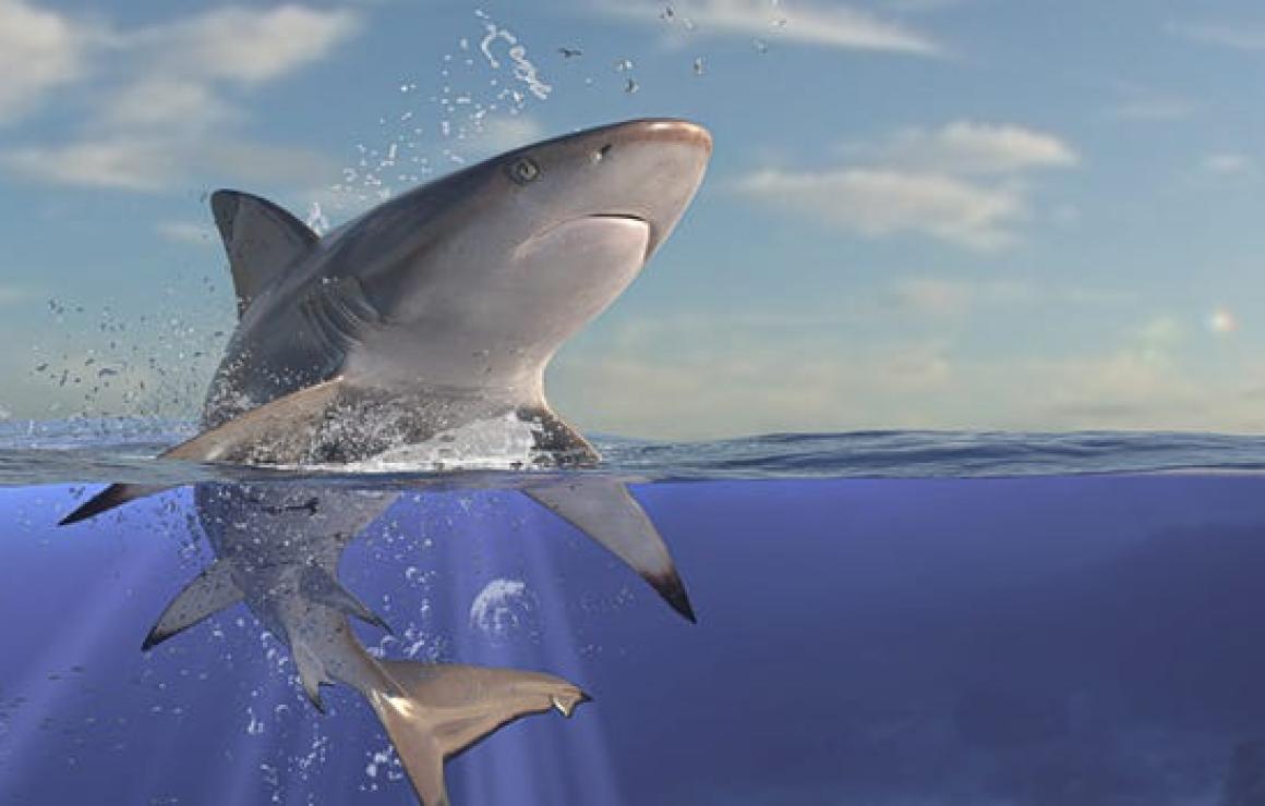 StarSharks SEA (SEA) headquart